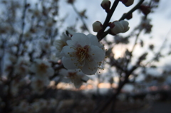 2016/02/14_花の丘農林公苑の夕暮れ白梅