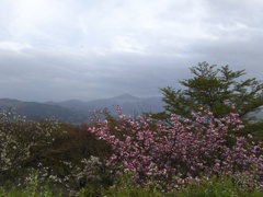 2018/04/16_美の山公園の花と武甲山