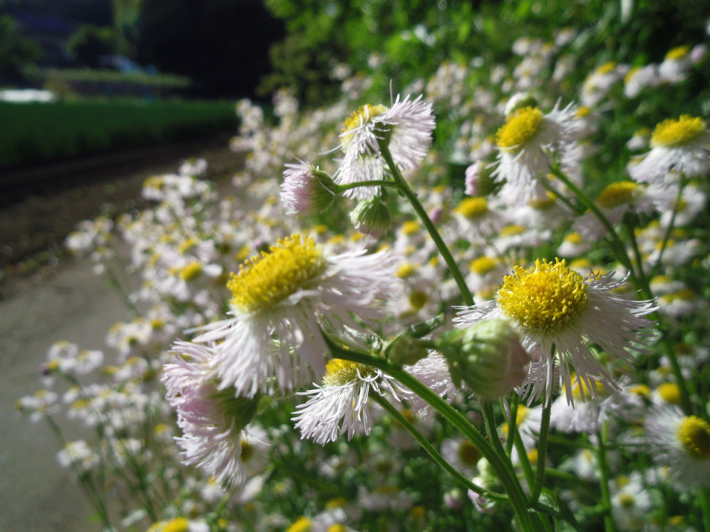 2017/05/04_春紫菀?