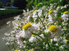 2017/05/04_春紫菀?