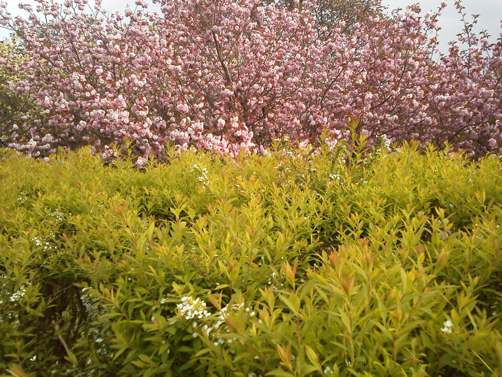 2018/04/16_美の山公園の花