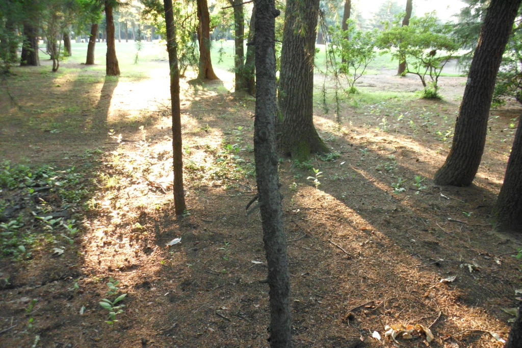 2015/05/24_夕暮れのゴルフ場