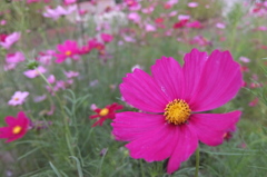 2014/06/14_伊奈バラ園のコスモス