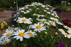 2015/04/29_伊奈バラ園のマーガレット