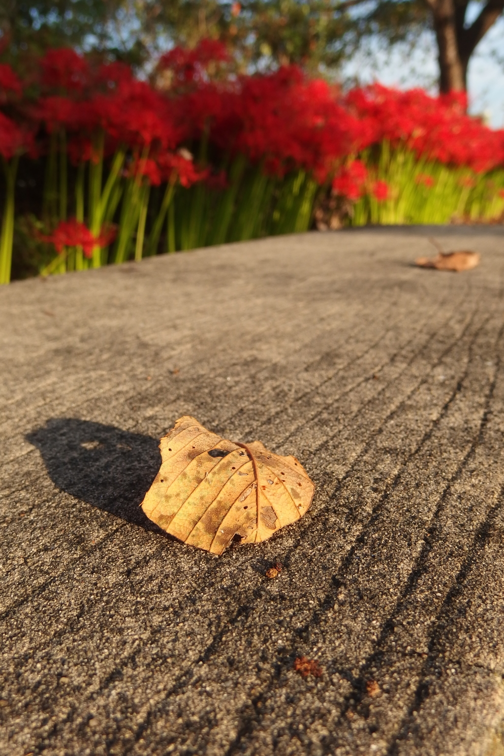 2015/09/23_落ち葉と彼岸花