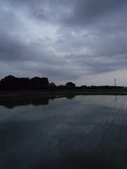 2017/05/27_水田の曇天