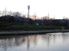 2017/04/02_花の丘農林公苑の夕暮れ