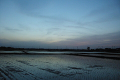 2016/05/07_水田の夕暮れ