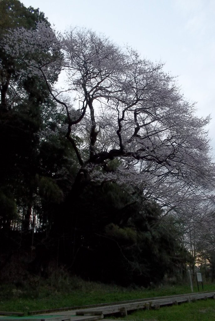 2016/03/26_北本自然観察公園のエドヒガンザクラ