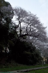 2016/03/26_北本自然観察公園のエドヒガンザクラ