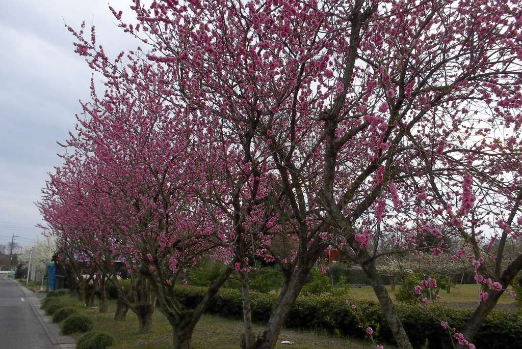 2016/03/27_紅白梅