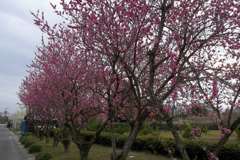 2016/03/27_紅白梅