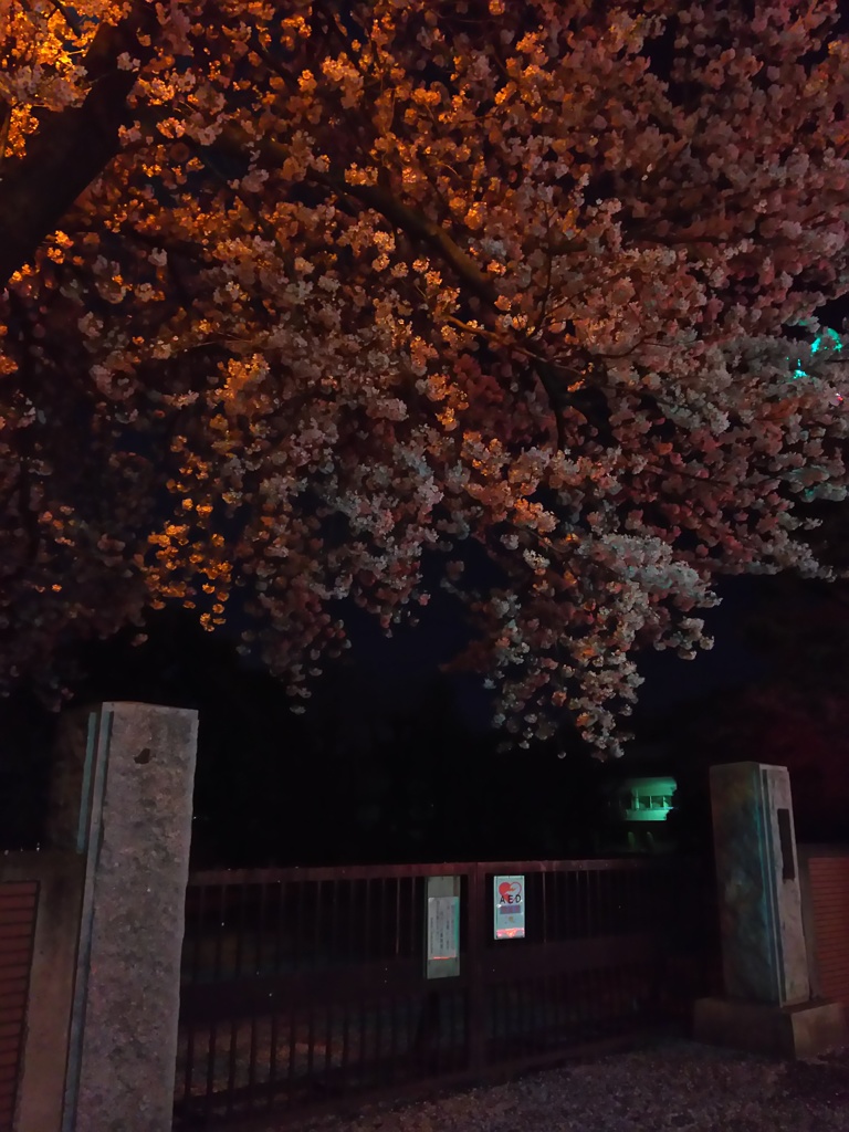 2017/04/10_伊奈中の夜桜