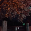 2017/04/10_伊奈中の夜桜