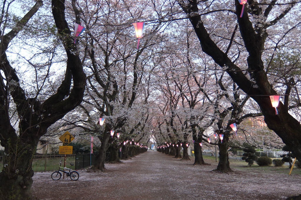 2014/04/06_無線山の桜