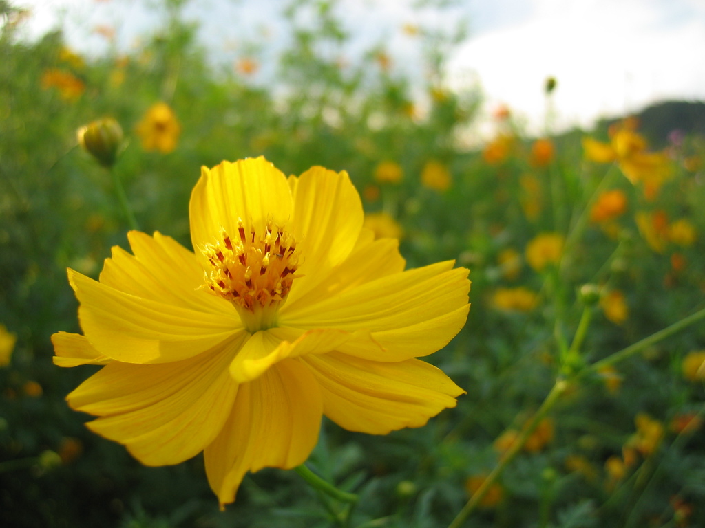 2016/09/10_キバナコスモス