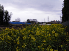 2017/04/01_曇天の菜の花