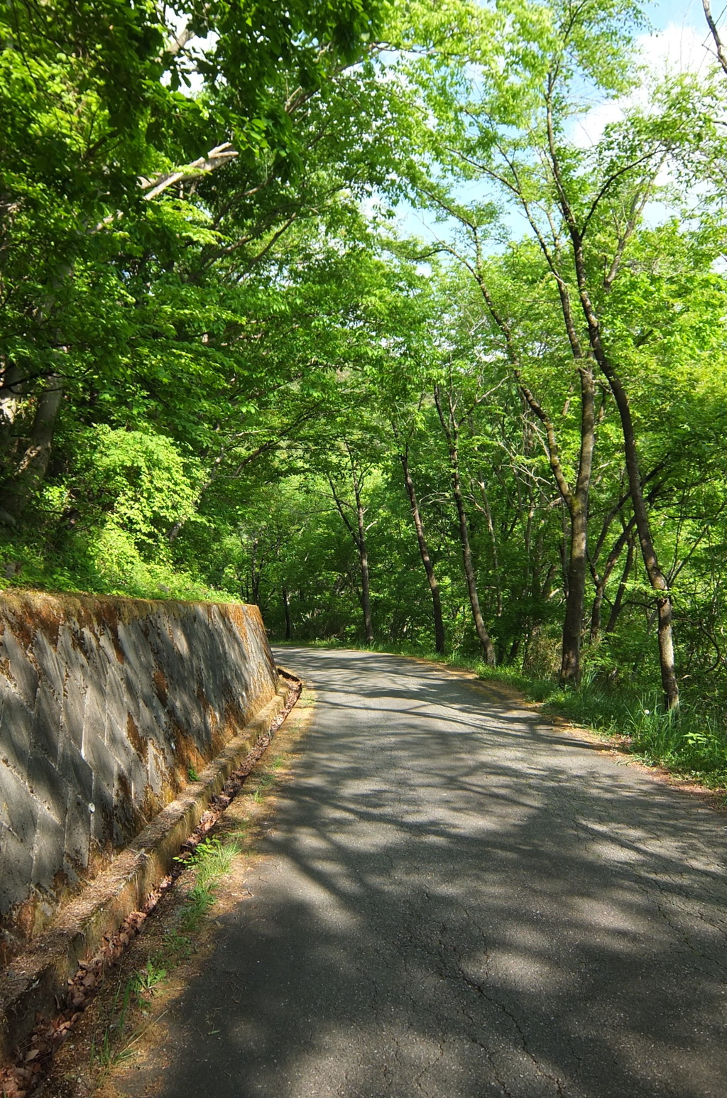 2015/05/04_林道