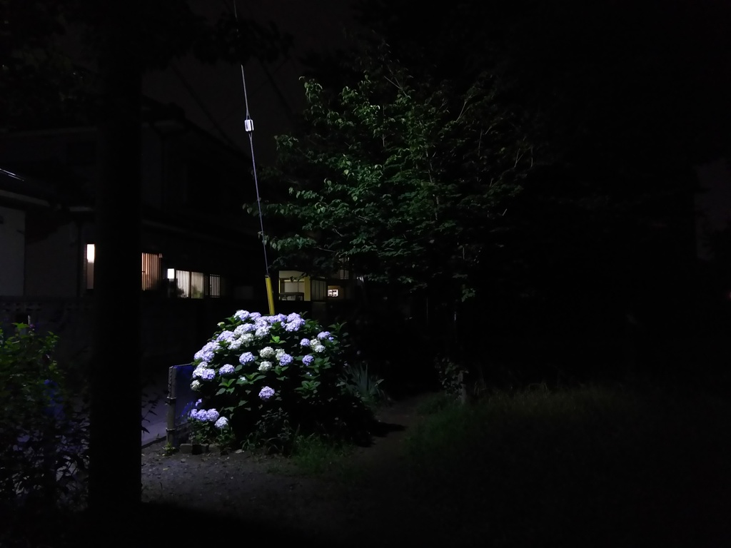 2017/07/03_夜の公園の紫陽花