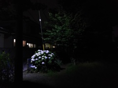 2017/07/03_夜の公園の紫陽花