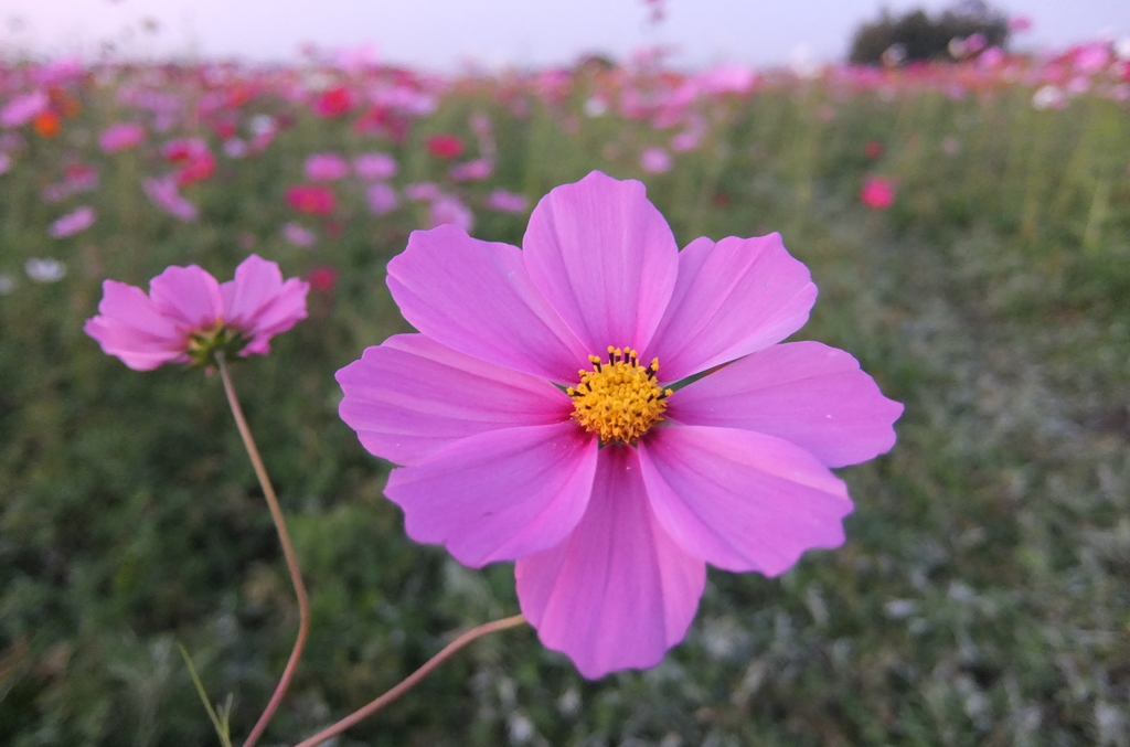 2014/10/18_コスモス畑