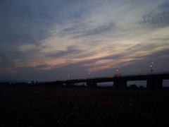2015/05/24_夕暮れのポピー畑と御成橋