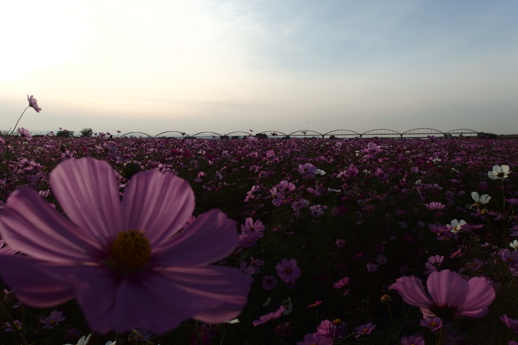 2015/11/01_吹上のコスモス畑