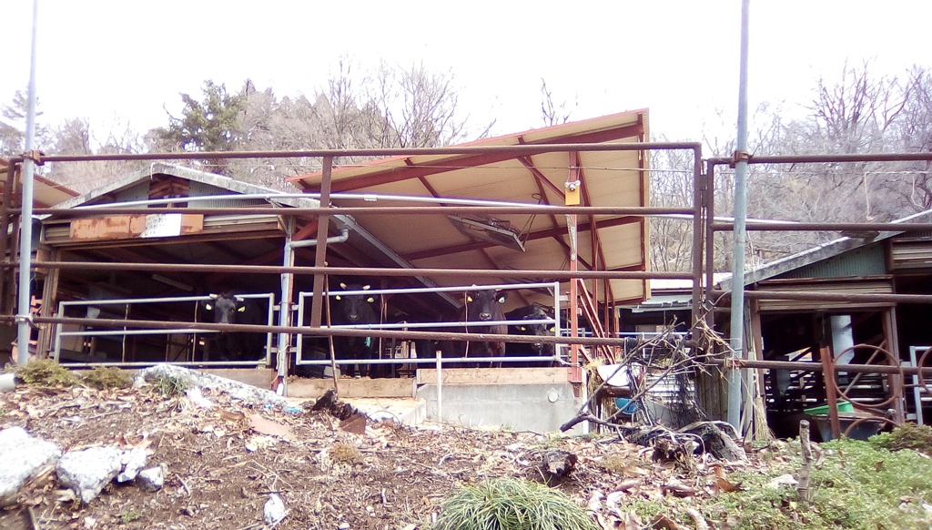 2019/03/10_登谷高原牧場の凝視する牛たち