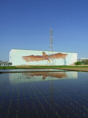 2017/05/05_水田に埼玉トヨペット