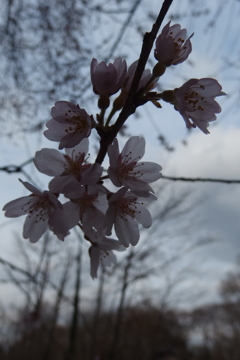 2016/03/27_北本自然観察公園のエドヒガンザクラ
