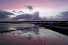 2015/06/28_水田の夕暮れ