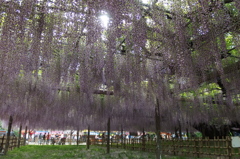 2015/05/03_玉敷公園の藤