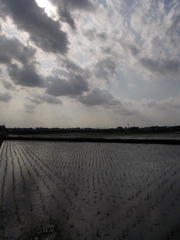 2017/06/11_水田に雲