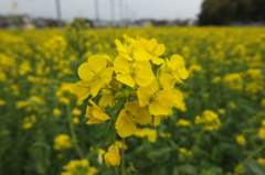 2015/03/29_菜の花