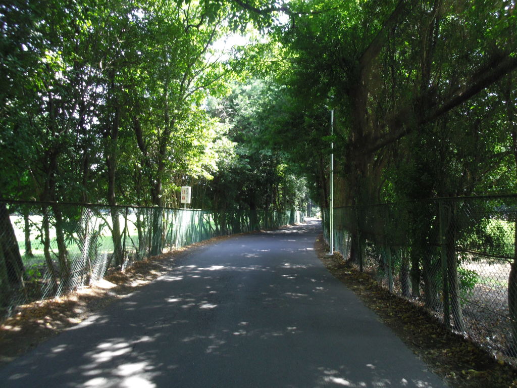 2017/07/15_木漏れ日の道