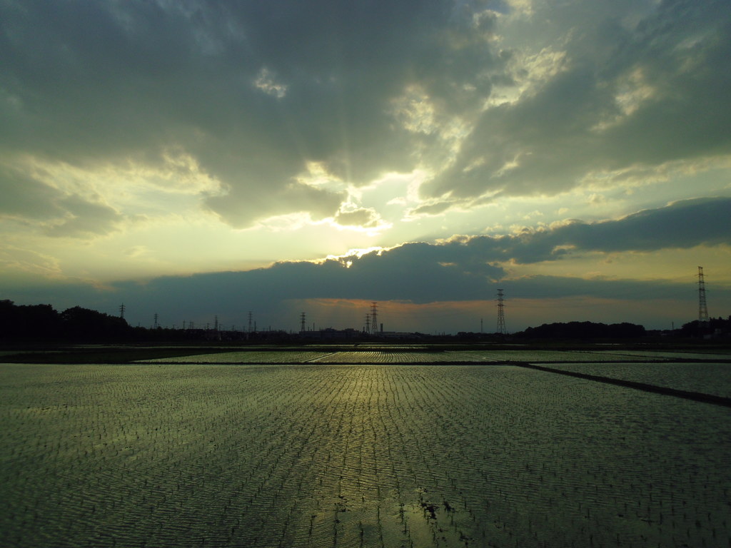 2017/06/10_水田の夕暮れ