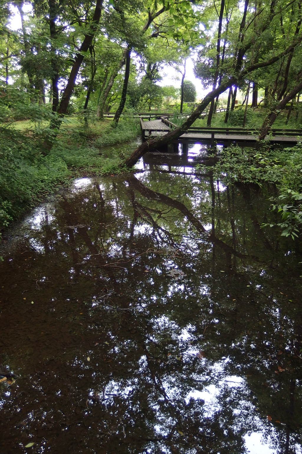 2015/07/05_伊奈町制施行記念公園