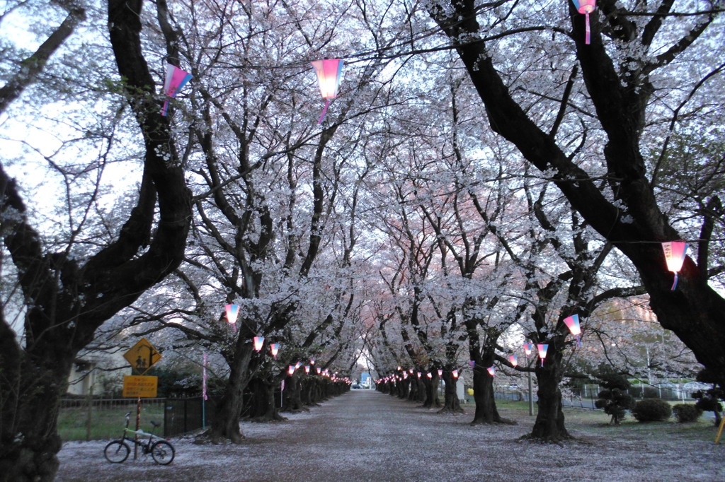 2014/04/06_無線山の桜