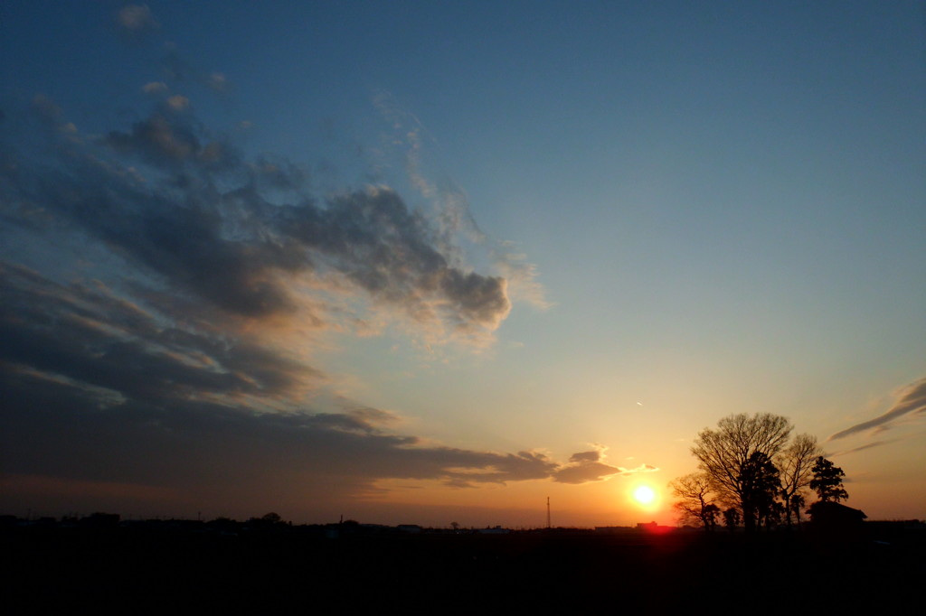 2014/02/23_夕暮れの木