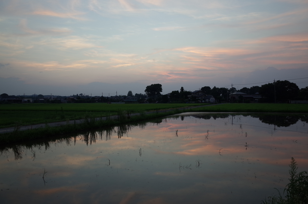 2015/07/25_水田の夕暮れ