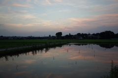 2015/07/25_水田の夕暮れ
