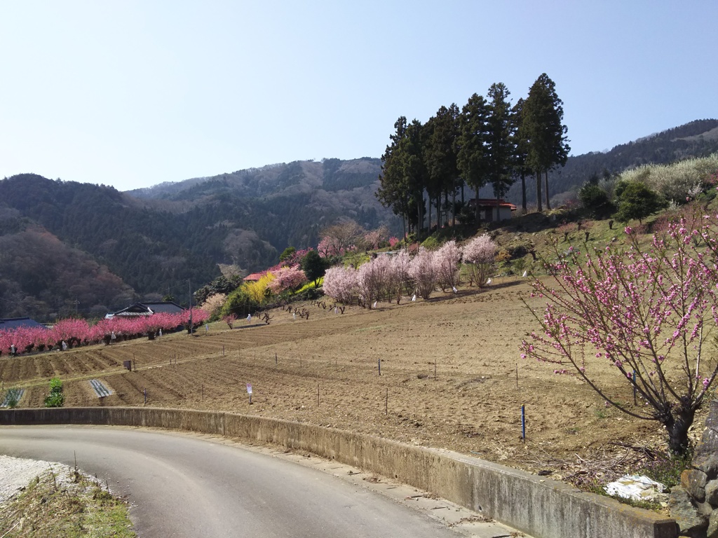 2018/03/25_花桃の郷