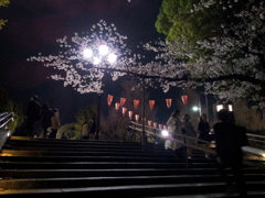 2015/04/03_上野公園の夜桜