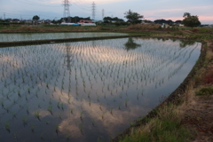 2016/06/11_水田の夕暮れ