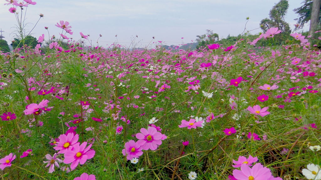 2013/11/03_コスモス