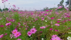 2013/11/03_コスモス