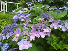 2016/07/17_高松公園の紫陽花
