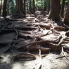 2019/04/13_鞍馬寺 木の根道