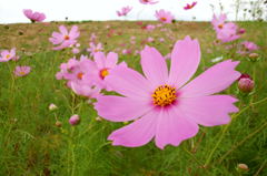 2014/09/27_コスモス