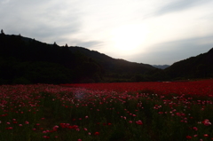 2015/05/23_ポピー畑